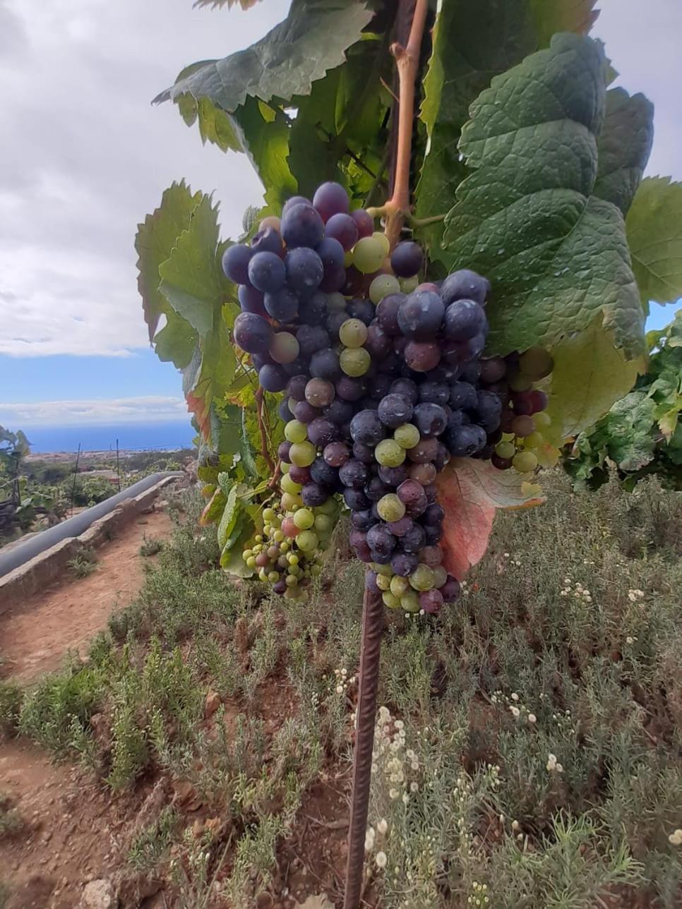 Finca De Luna ラ・オロタバ エクステリア 写真