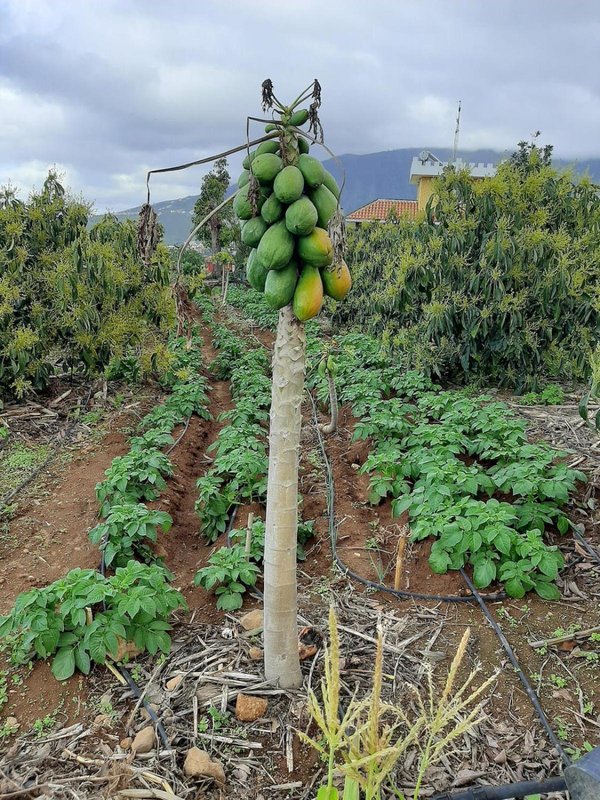 Finca De Luna ラ・オロタバ エクステリア 写真